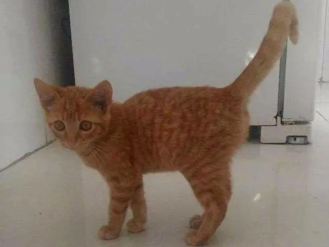 Gato ra a Sem raça definida idade 2 a 6 meses nome Maurício