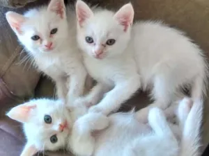 Gato raça  idade Abaixo de 2 meses nome Não tem nome