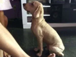 Cachorro raça Cocker Spaniel  com poodle. idade 5 anos nome Bob
