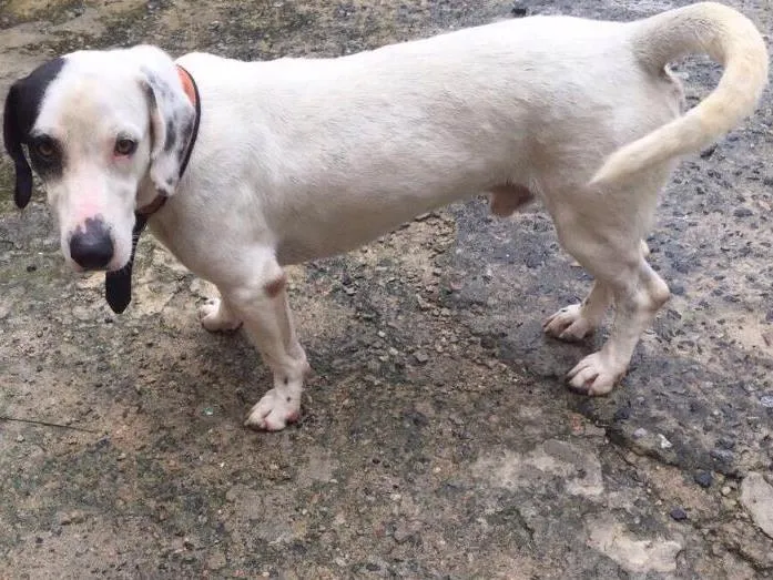 Cachorro ra a Vira lata idade 2 anos nome Ted