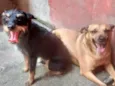Billy e Duque