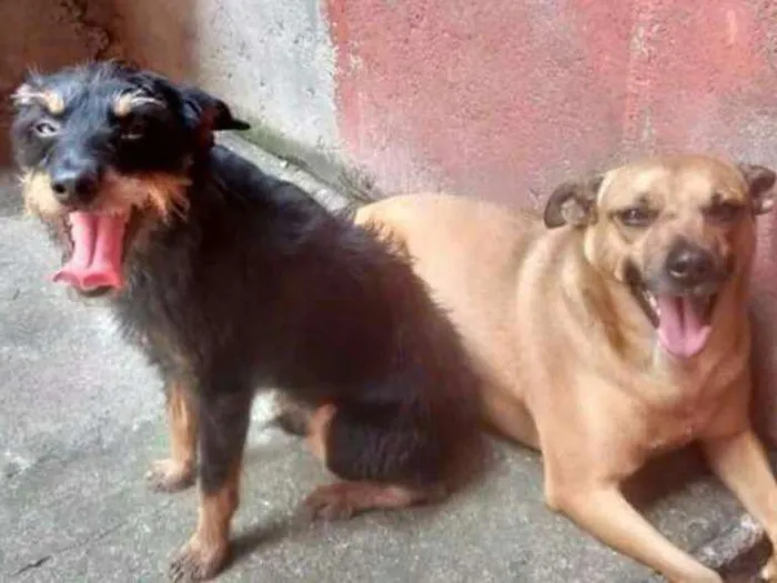 Cachorro ra a SRD idade 5 anos nome Billy e Duque