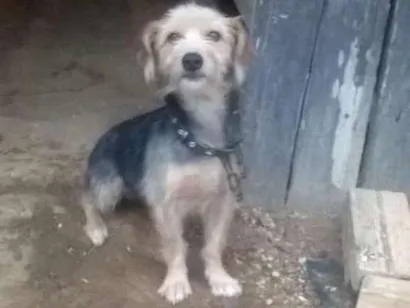 Cachorro raça york shire idade 3 anos nome keli