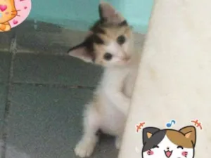 Gato raça SRD idade 2 a 6 meses nome Lara