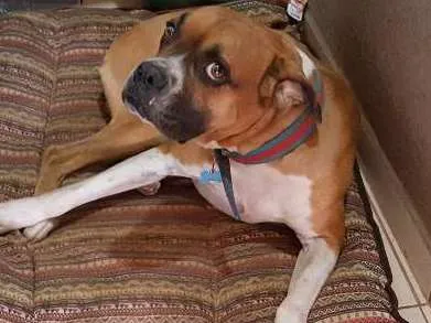 Cachorro ra a Boxer idade 4 anos nome Chico