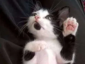 Gato raça  idade 2 a 6 meses nome FRAJOLA