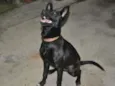 Jujuba
