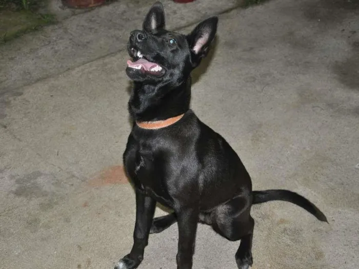 Cachorro ra a Rnd idade 7 a 11 meses nome Jujuba