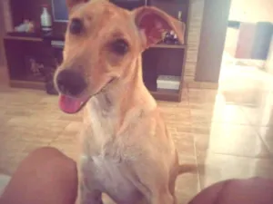 Cachorro raça Sem raça  idade 2 anos nome Mel 