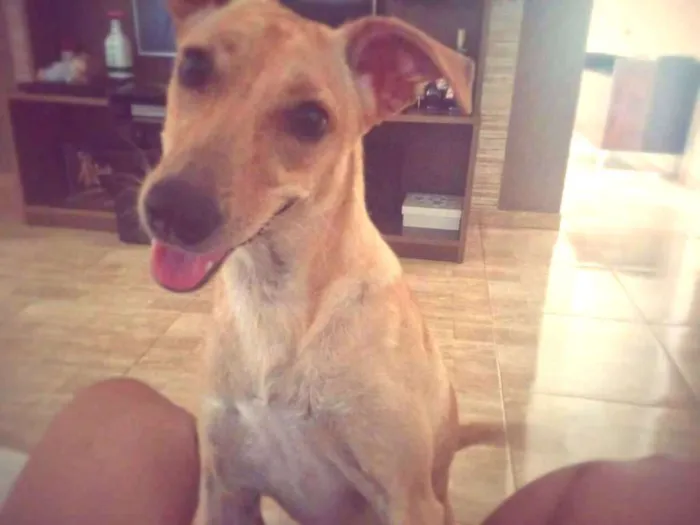 Cachorro ra a Sem raça  idade 2 anos nome Mel 