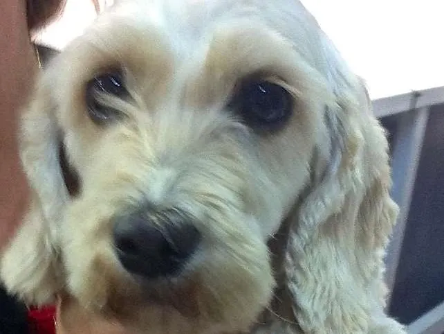 Cachorro ra a  idade 4 anos nome Cristal Pequenina