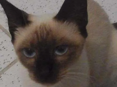Gato ra a sianesa idade 7 a 11 meses nome brown