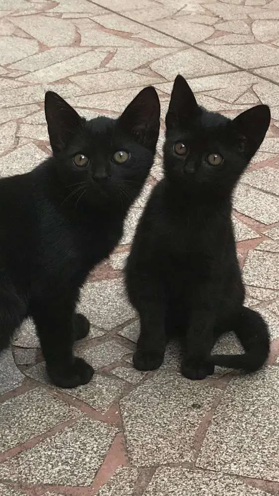 Gato ra a Vira-lata  idade 2 a 6 meses nome Magali e Chico