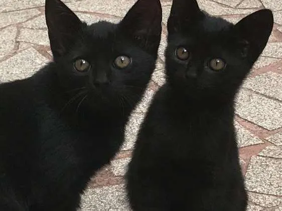Gato ra a Vira-lata  idade 2 a 6 meses nome Magali e Chico