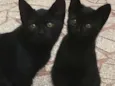 Magali e Chico