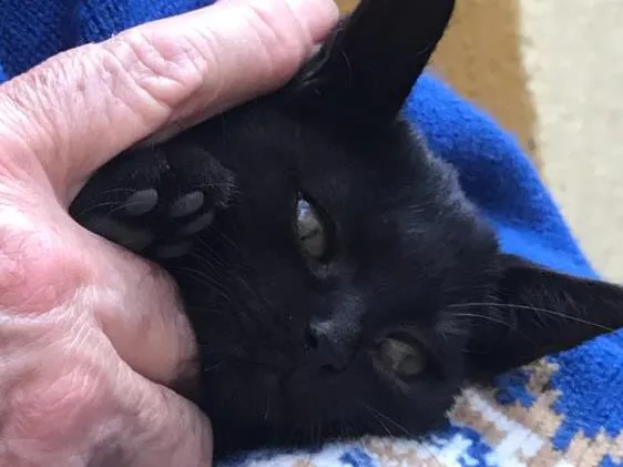 Gato ra a Vira-lata  idade 2 a 6 meses nome Magali e Chico