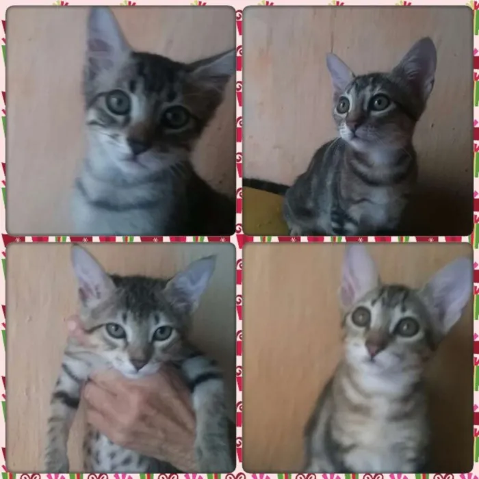 Gato raça S. R. D idade 2 a 6 meses nome Sem nome