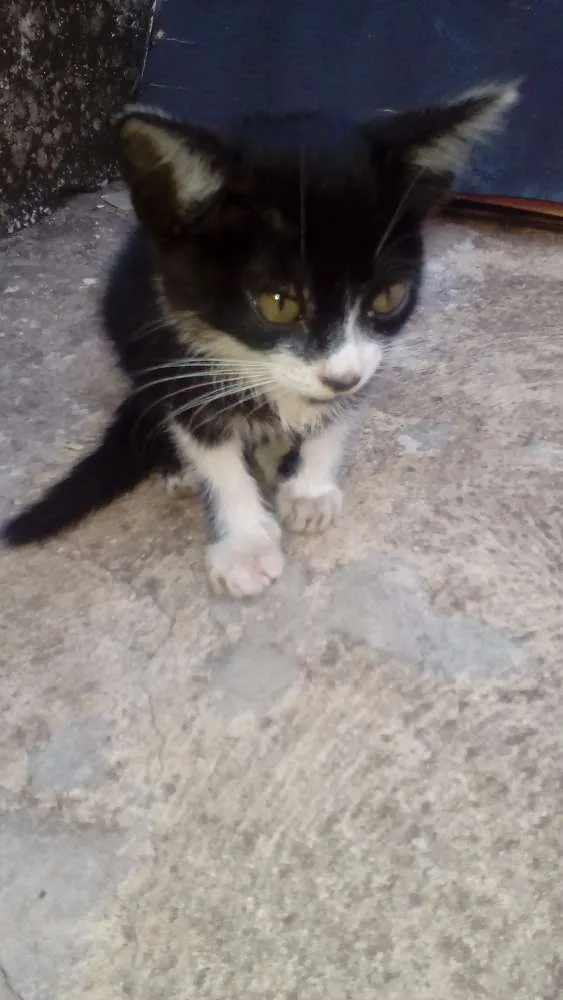 Gato ra a Não sei idade Abaixo de 2 meses nome Kim
