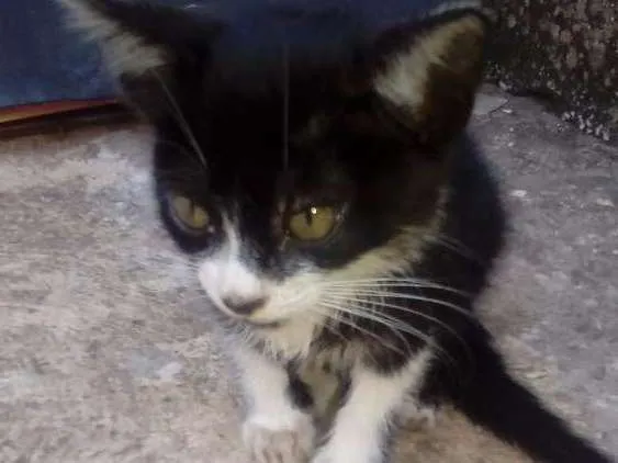 Gato ra a Não sei idade Abaixo de 2 meses nome Kim