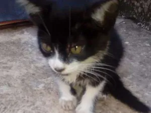 Gato raça Não sei idade Abaixo de 2 meses nome Kim