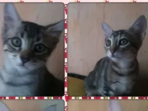 Gato raça S. R. D idade 2 a 6 meses nome Sem nome