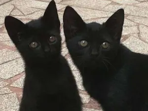 Gato raça Vira-lata  idade 2 a 6 meses nome Magali e Chico