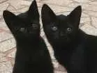 Gato raça Vira-lata  idade 2 a 6 meses nome Magali e Chico