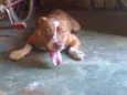 Manezinho (Maneco)