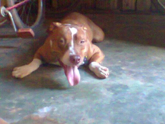 Cachorro raça PIT BULL idade 4 anos nome Manezinho (Maneco)