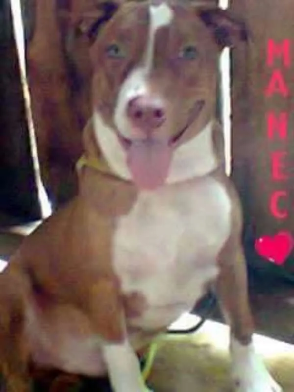 Cachorro raça PIT BULL idade 4 anos nome Manezinho (Maneco)