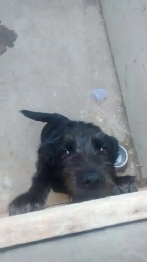 Cachorro ra a  idade 7 a 11 meses nome Luluh