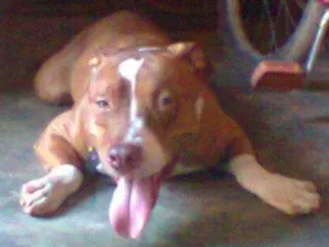 Cachorro raça PIT BULL idade 4 anos nome Manezinho (Maneco)