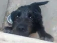 Luluh