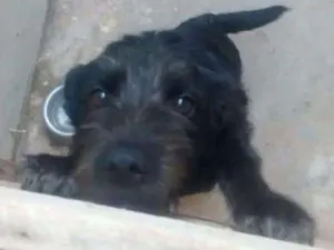 Cachorro raça  idade 7 a 11 meses nome Luluh