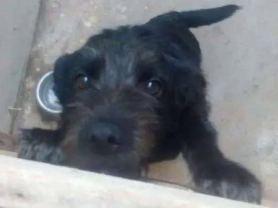 Cachorro ra a  idade 7 a 11 meses nome Luluh