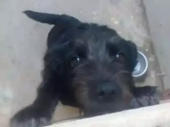 Cachorro ra a  idade 7 a 11 meses nome Luluh