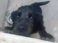 Luluh