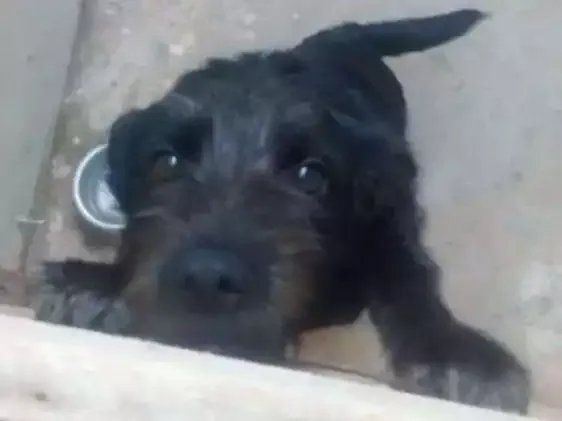 Cachorro ra a  idade 7 a 11 meses nome Luluh