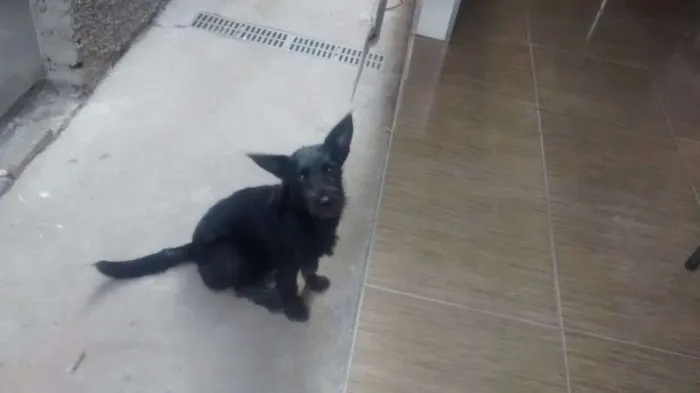 Cachorro ra a  idade 7 a 11 meses nome Luluh