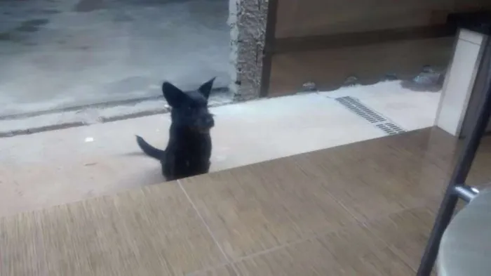 Cachorro ra a  idade 7 a 11 meses nome Luluh