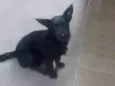 Luluh