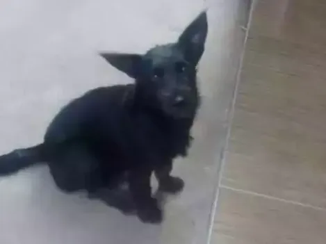 Cachorro ra a  idade 7 a 11 meses nome Luluh