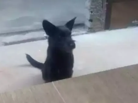 Cachorro ra a  idade 7 a 11 meses nome Luluh