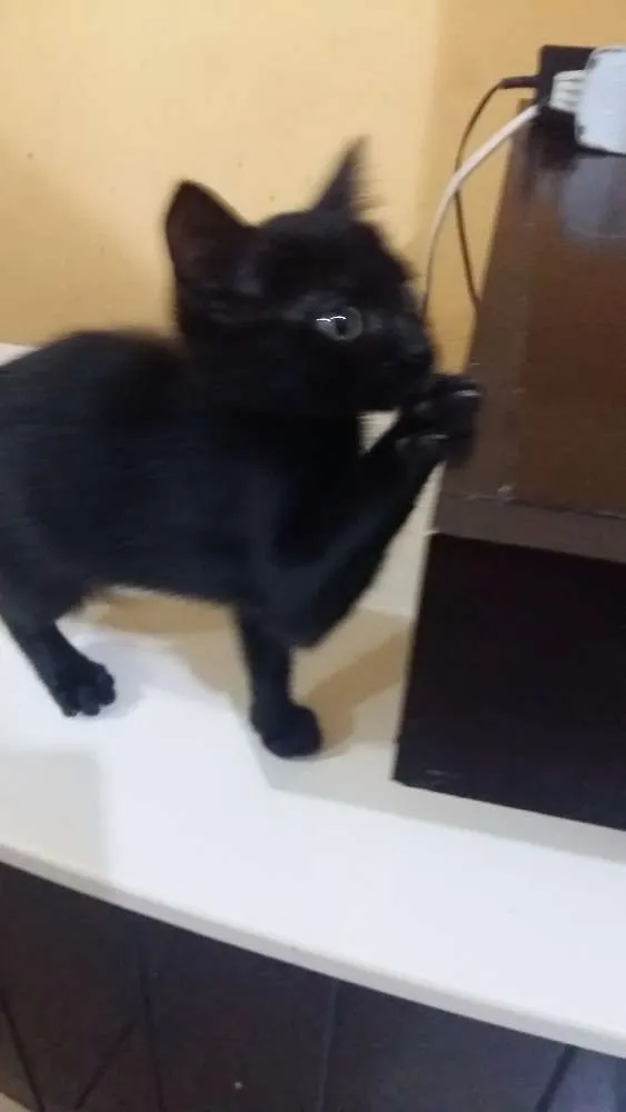 Gato ra a Srd  idade 2 a 6 meses nome Luna