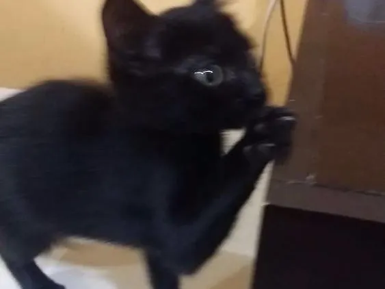 Gato ra a Srd  idade 2 a 6 meses nome Luna