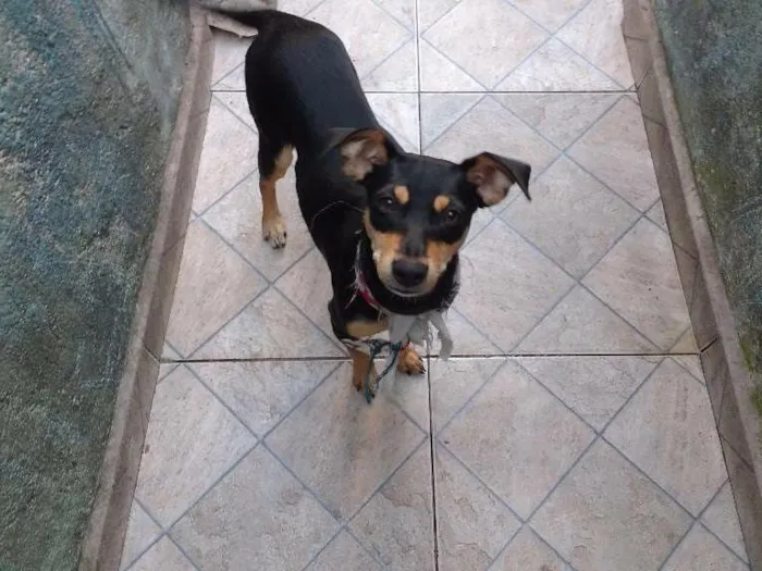 Cachorro ra a Não definida idade  nome Toto