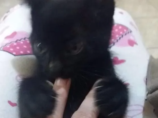 Gato ra a Srd  idade 2 a 6 meses nome Luna