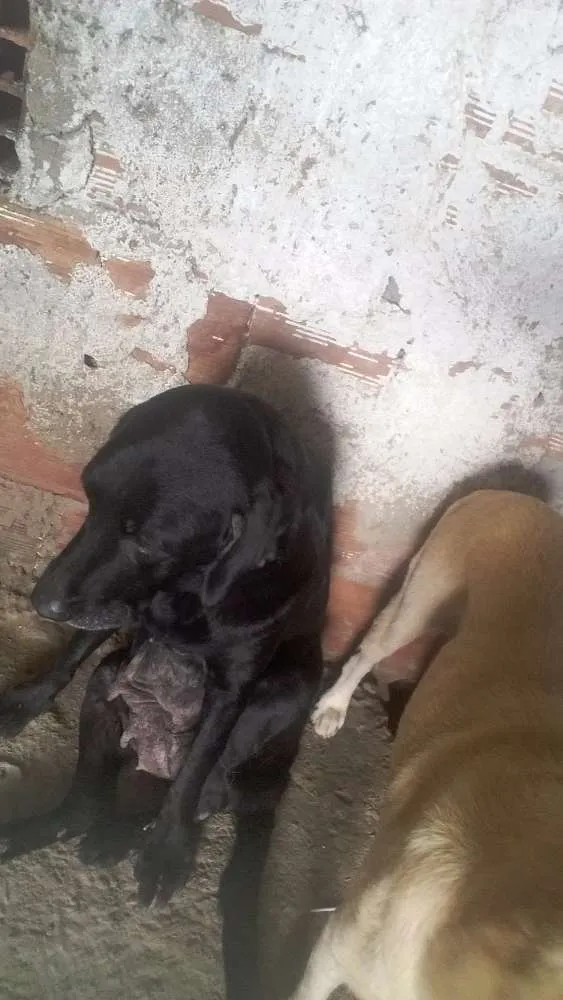 Cachorro ra a Labrador  idade 2 anos nome Fani Lucky cristal