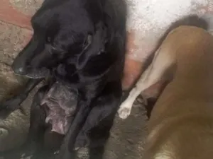 Cachorro raça Labrador  idade 2 anos nome Fani Lucky cristal