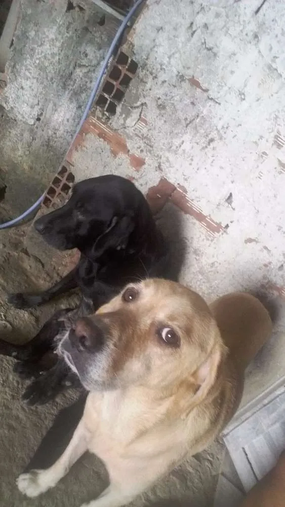 Cachorro ra a Labrador  idade 2 anos nome Fani Lucky cristal